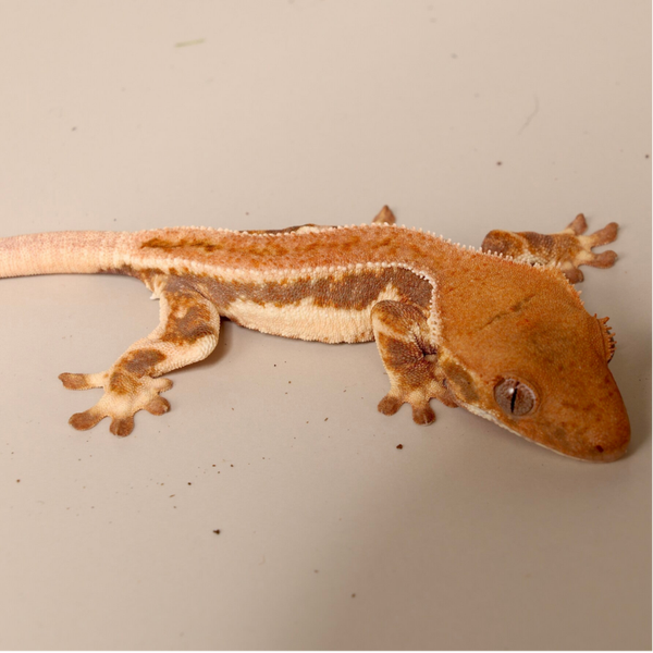 NESM2 - 0.0.1 red Lilly White poss. Hypo
