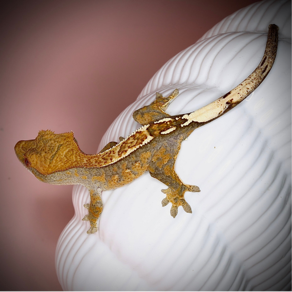 CHEKR5 - 1.0 Cappuccino - PET ONLY