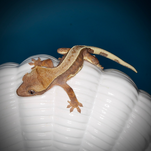 Madeira - poss.0.1 Phantom Lilly White