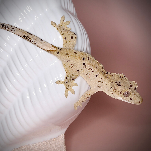 SAPE7 - 0.0.1  Yellow base Confetti Inkspot Superdalmatian