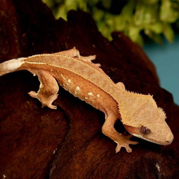 MEAI 5 - 1.0 red Bicolor mit Portholes 66 % het Axanthic