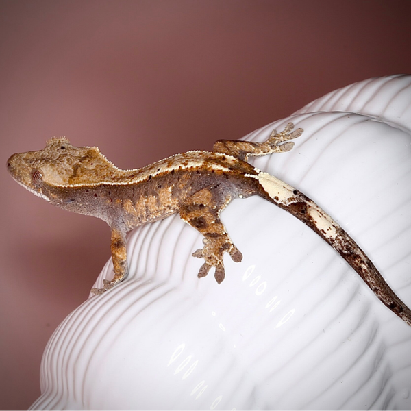 FIKR8 - 0.0.1 Cappuccino with dal spots