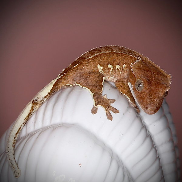 NACL5 - 1.0 red Phantom with Portholes