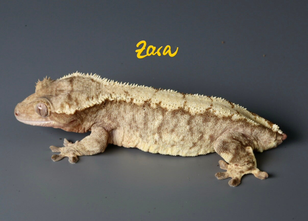 Zara - 0.1 red Brindle - Breeder Release!!
