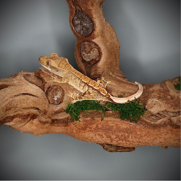 ORDR5 - 0.0.1 Extreme Harlequin poss. Tangerine