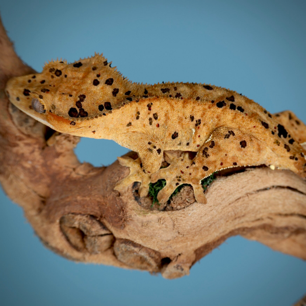 SAPE5 - 1.0 orange brindle Confetti Ink Spot Superdalmatian