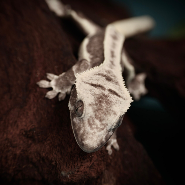 EMKE1 - 0.0.1 Axanthic Lilly White