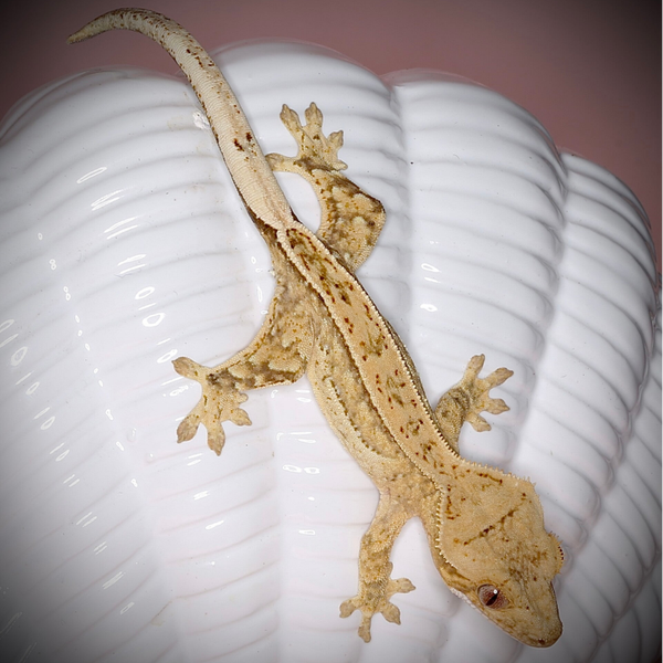 1.0 Yellow Quad Stripe