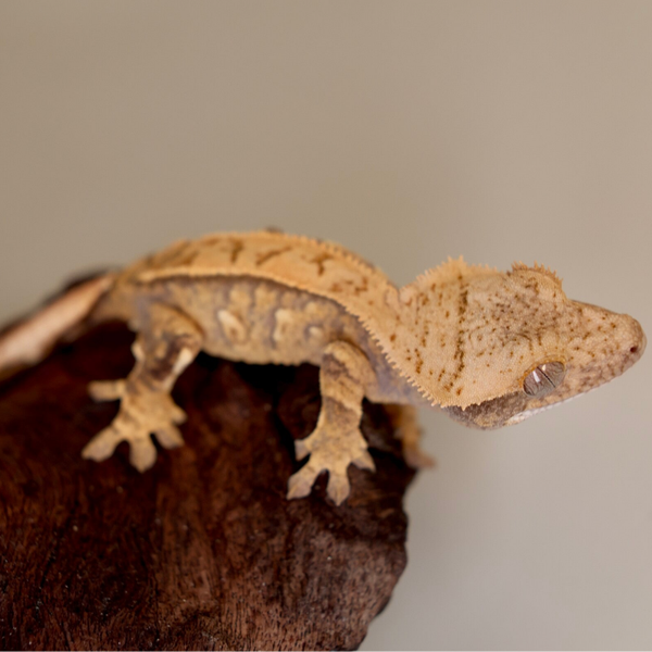 BION4 - 0.0.1 Tricolor Extreme Harlequin