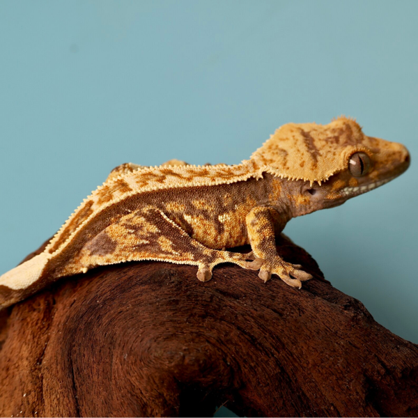 MEAI6 - 1.0 Tricolor Pinstripe 66% het Axanthic