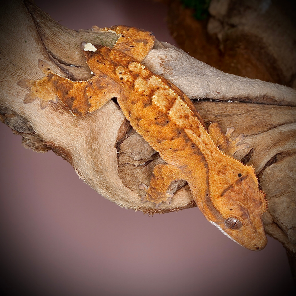 Joker - poss. 0.1 orange Tiger Cappuccino with Dal spots