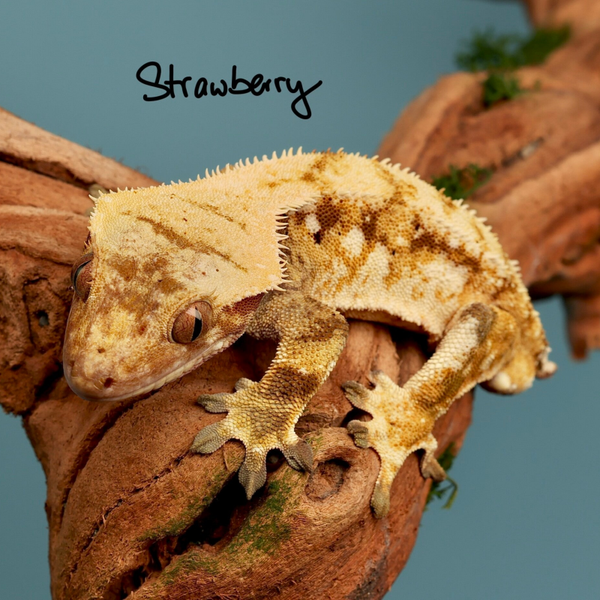 Strawberry - 1.0 Red Tricolor Drippy - Breeder Release