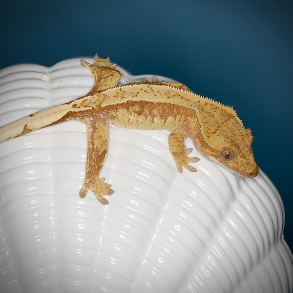 POBU 8 - poss.0.1 red Harlequin het Phantom