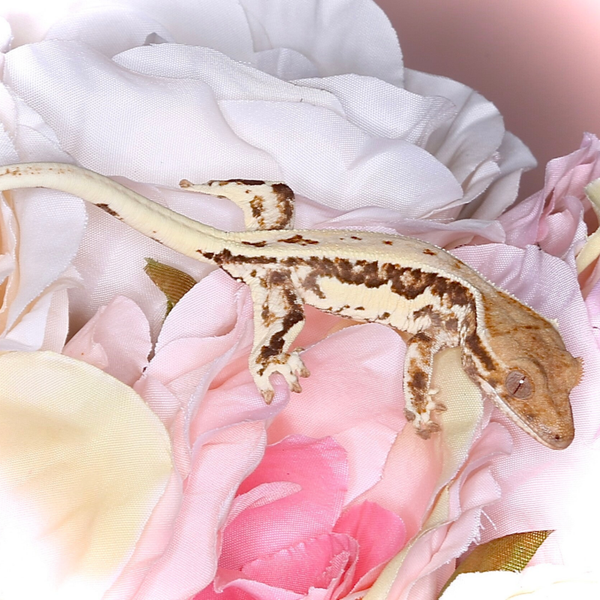 AUKR10 - 0.0.1 Frappuccino Baby