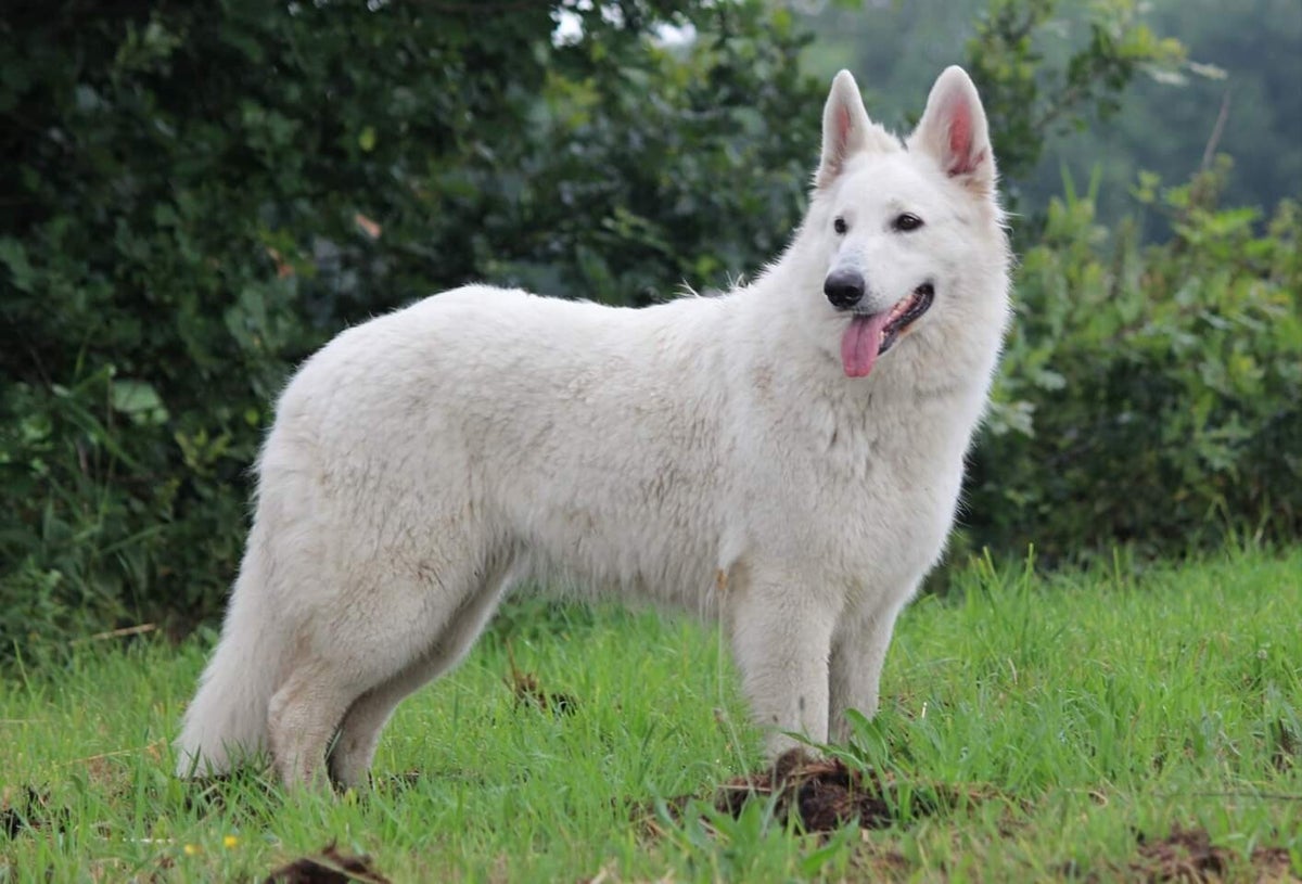 De Zwitserse Witte Herdershond | De Vrolijke Witte Herder