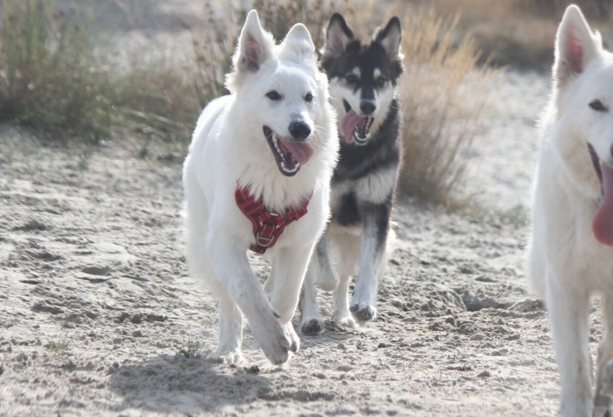 Onze dames / Voorstellen | De Vrolijke Witte Herder