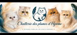 Chatterie des plumes d’Hyrôme