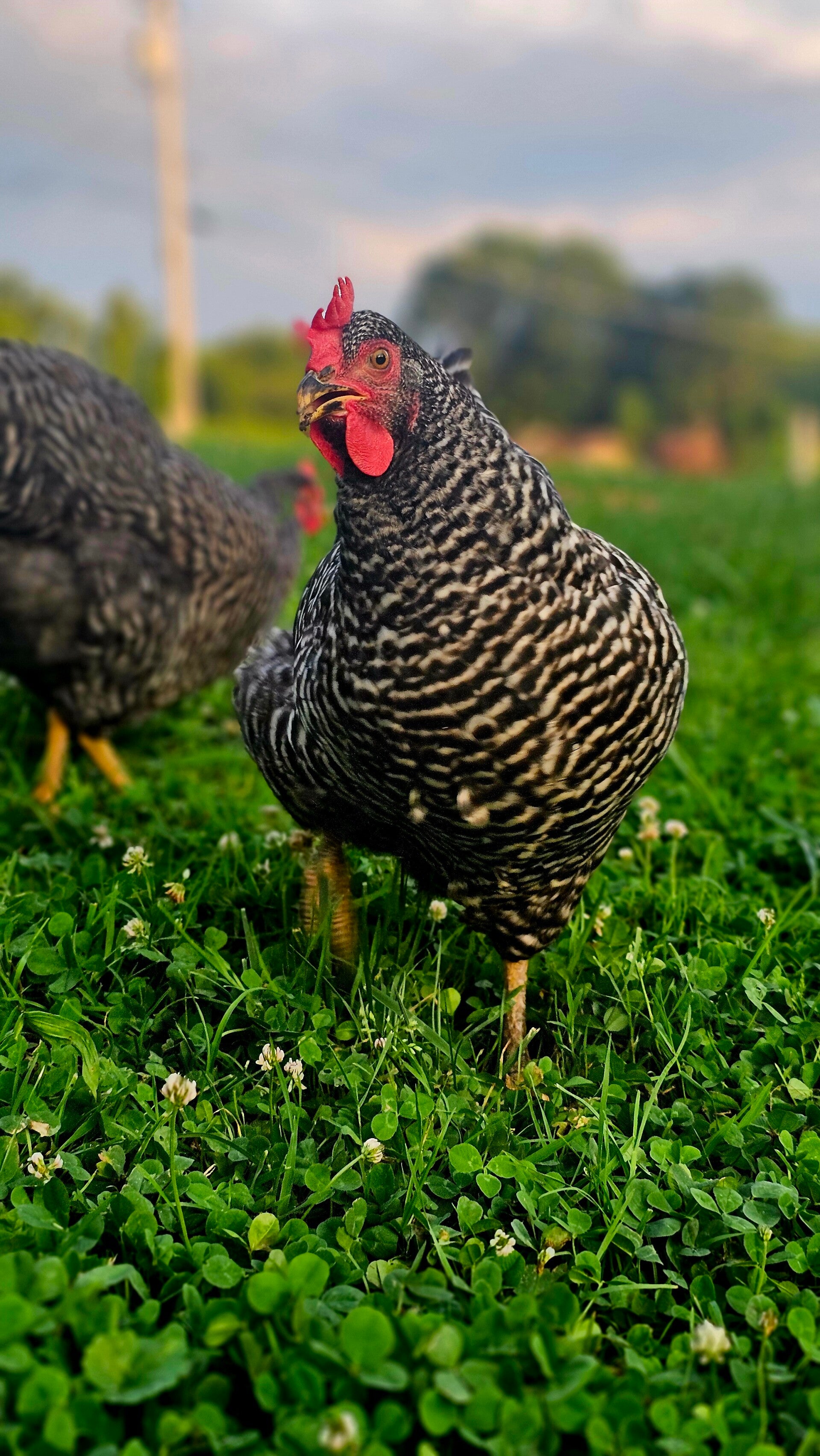 Barred Plymouth Rock or Blue Plymouth Rock