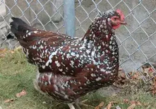 Speckled Sussex