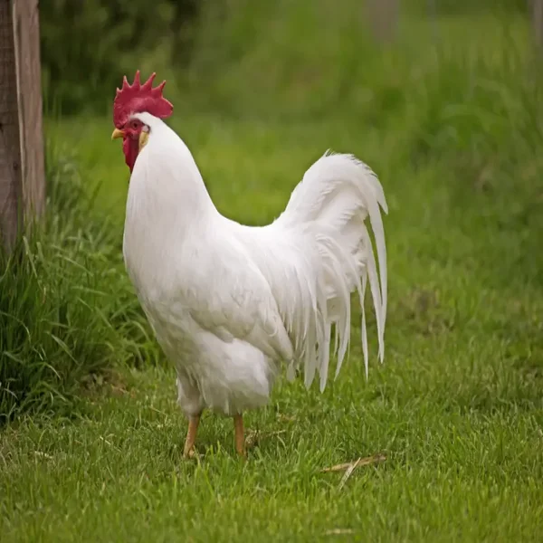 White Leghorn
