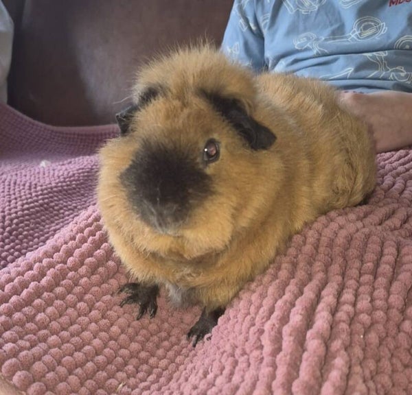 Brownie