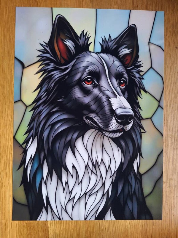 Border Collie - A4 Prints