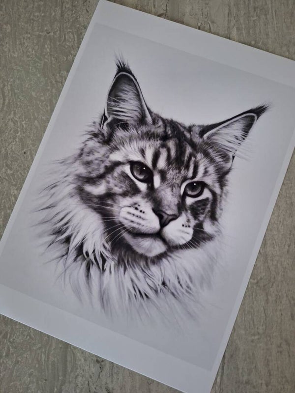 Maine Coon - A4 Prints