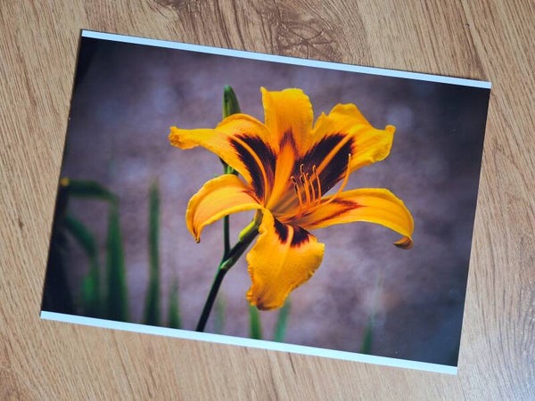 Bonanza Day Lily - A4 Print