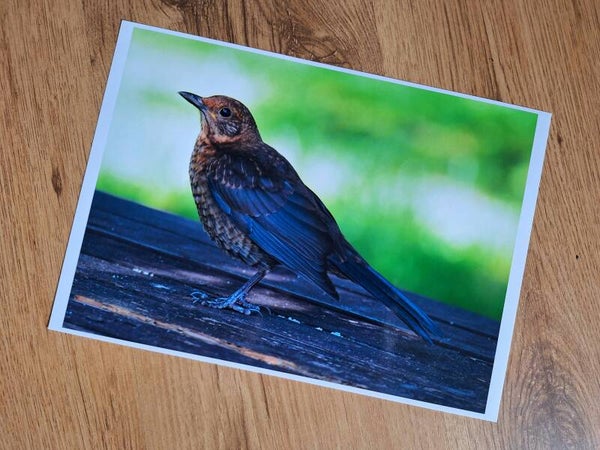 Juvenile Blackbird - A4 Prints