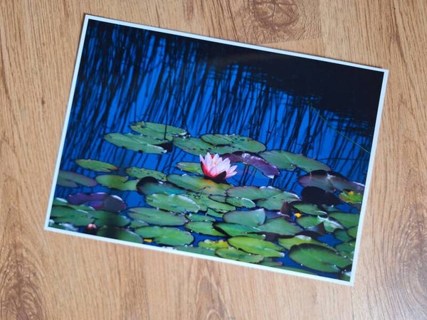 Water Lily - A4 Prints
