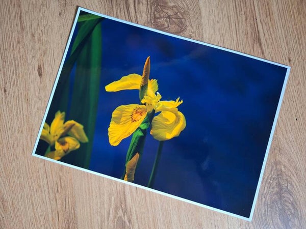 Yellow Flag Iris - A4 Prints
