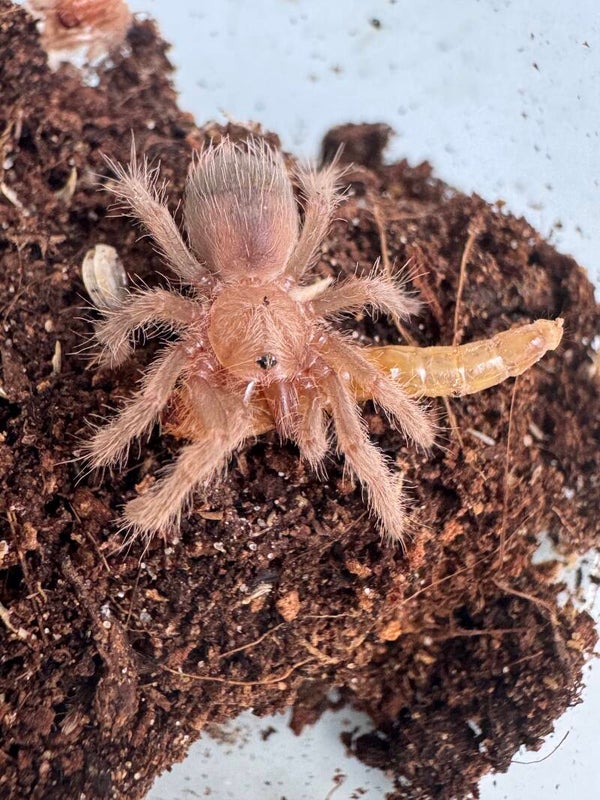 10x Tliltocatl albopilosus Nicaragua In der 3 F.H eigene Nachzuchten