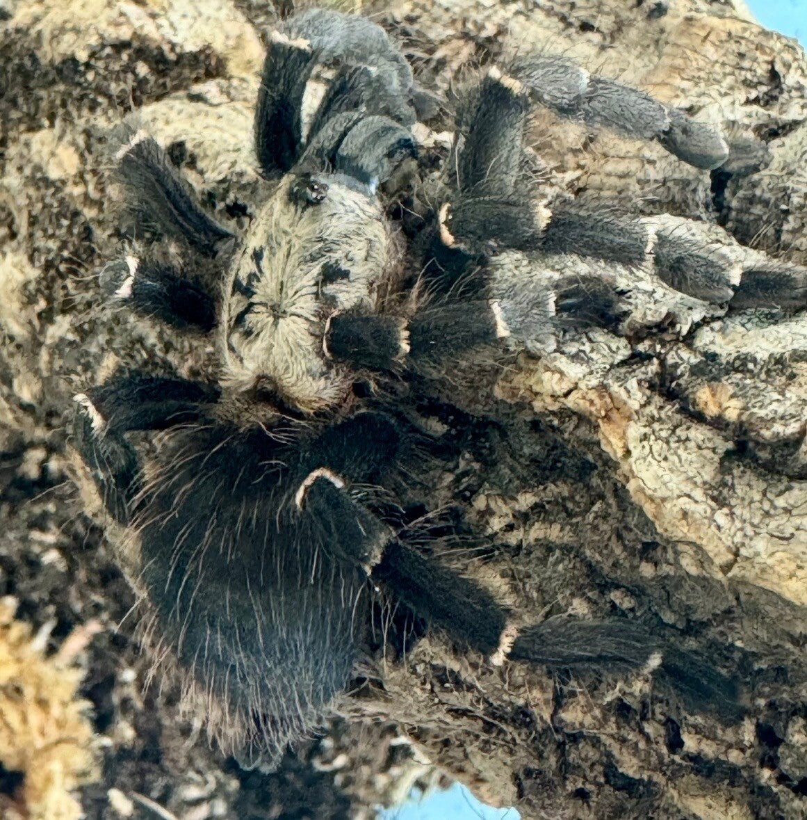 Taksinus bambus adultes Weibchen ca 5 cm