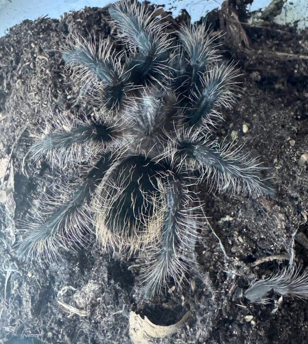 Tliltocatl albopilosus Nicaragua 0.1 ca. 2,5-3. cm