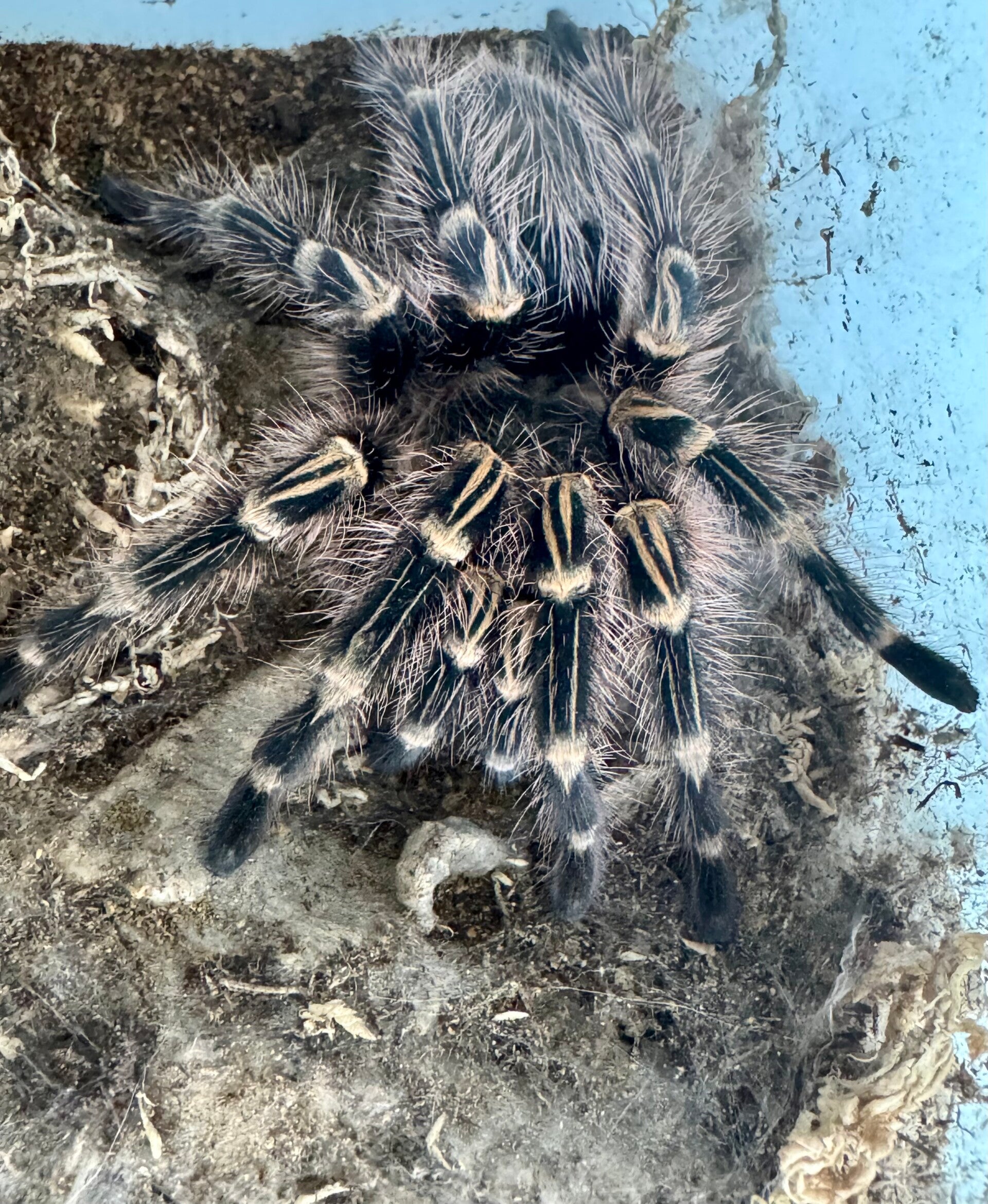 Grammostola pulchripes 0.1 ca 5-5,5 cm