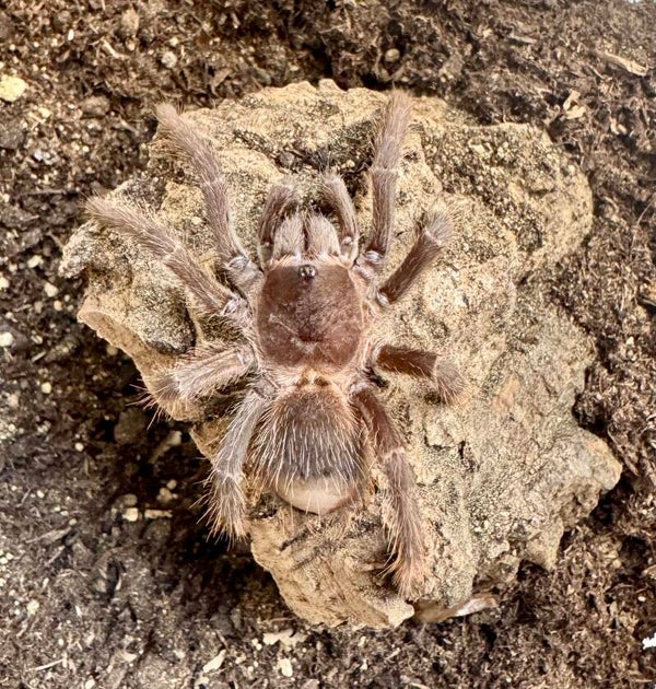 Lasiodora parahybana 0.1 ca 3-3,5 cm