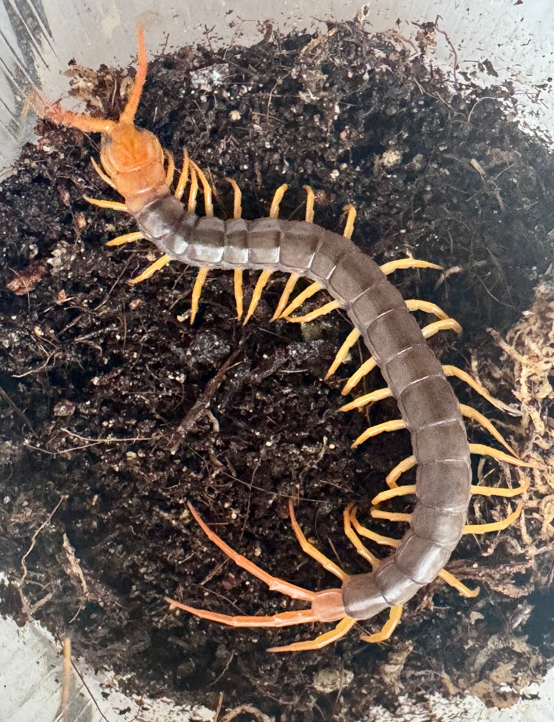 Scolopendra dehaani „Yellow Leg"