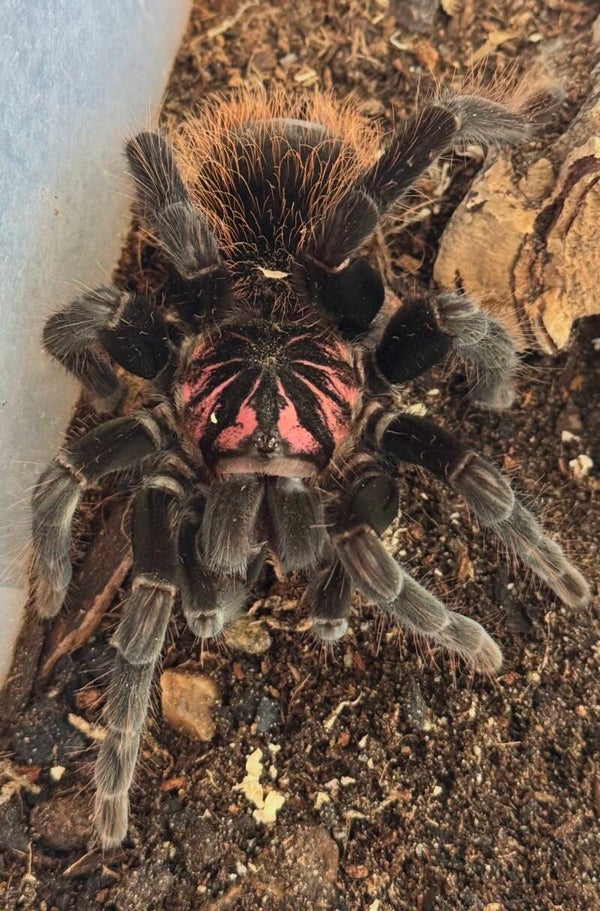 Xenesthis intermedia 0.1 ca 7-7,5 cm