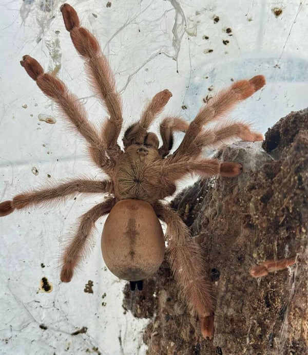 Psalmopoeus pulcher 0.1 adult ca. 5,5-6 cm