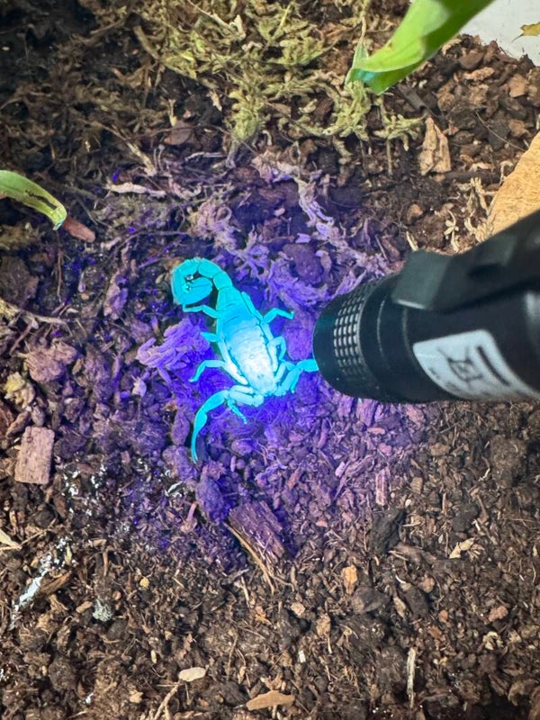 Tragbare Schwarzlicht-Stiftleuchte aus Aluminiumlegierung,