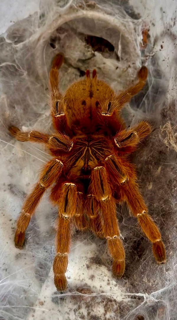 Pterinochilus murinus rcf 0.1 adult