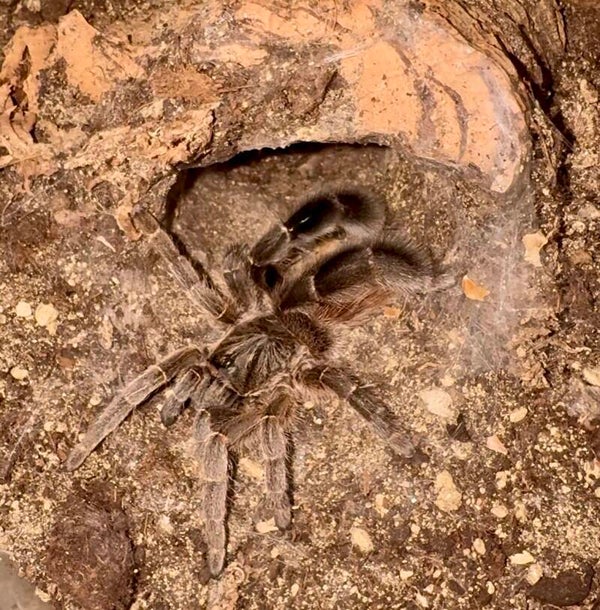 Eucratoscelus pachypus 0.1 adult ca.4 cm K.L