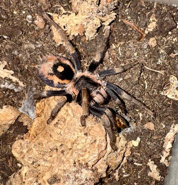 Hapalopus sp. "guerilla" 0.1 adult