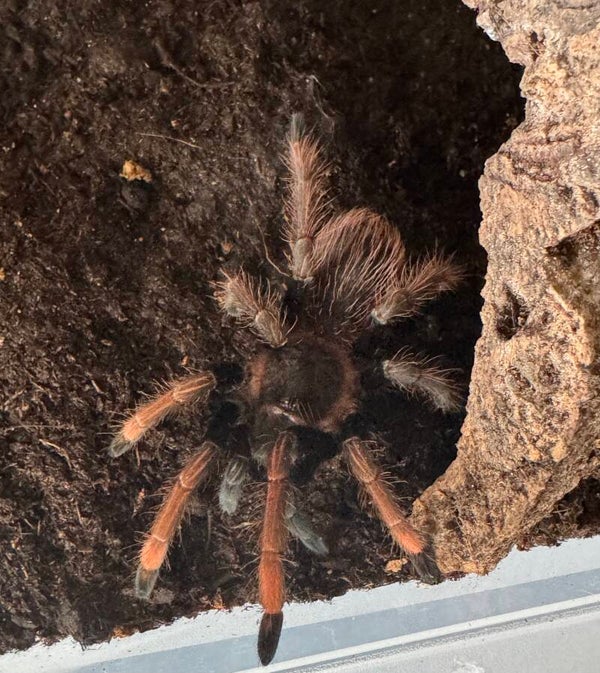SERICOPELMA SP SANTA CATALINA 0.1 ca. 4-4,5 cm