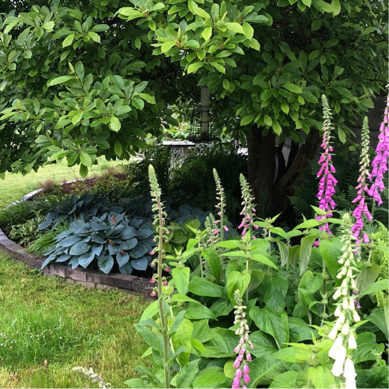 tuinontwerp, tuinadvies, tuincoaching