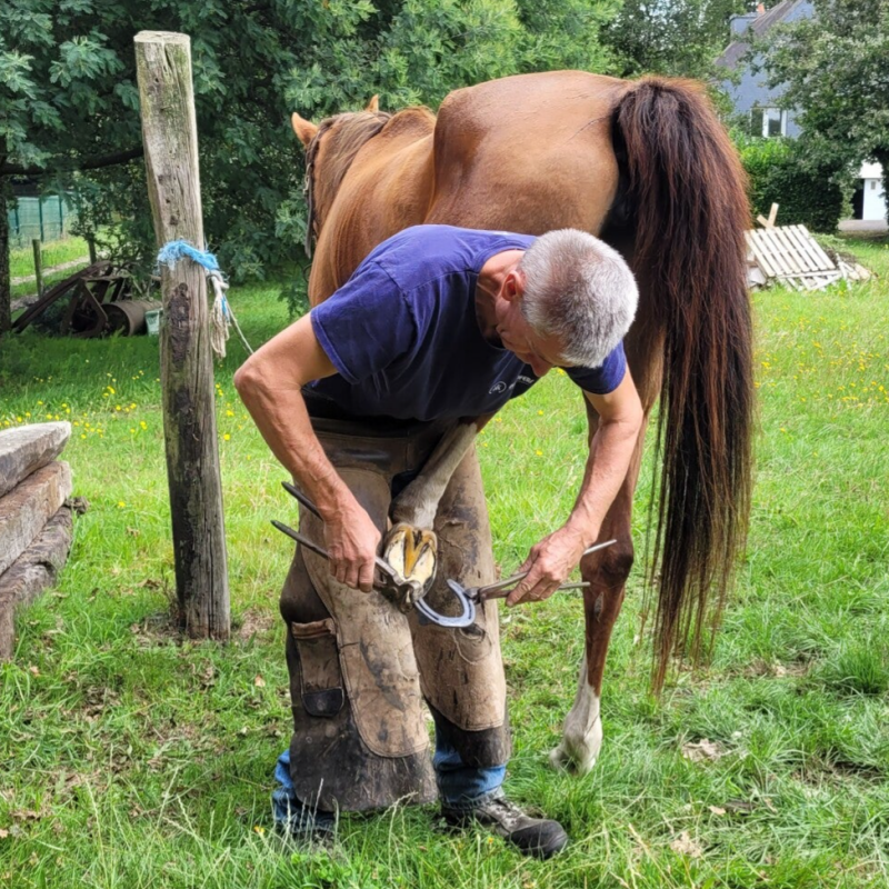 Ferrure des sabots par Mickael, maréchal ferrant dans le Morbihan