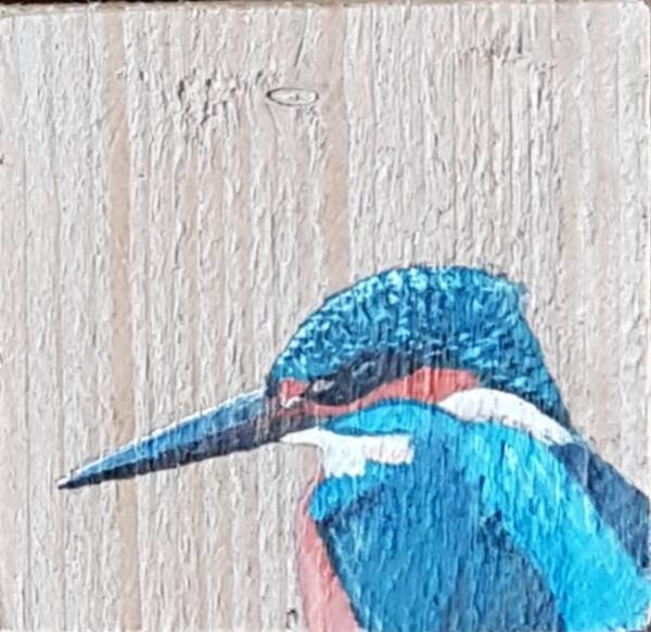 IJsvogel kop