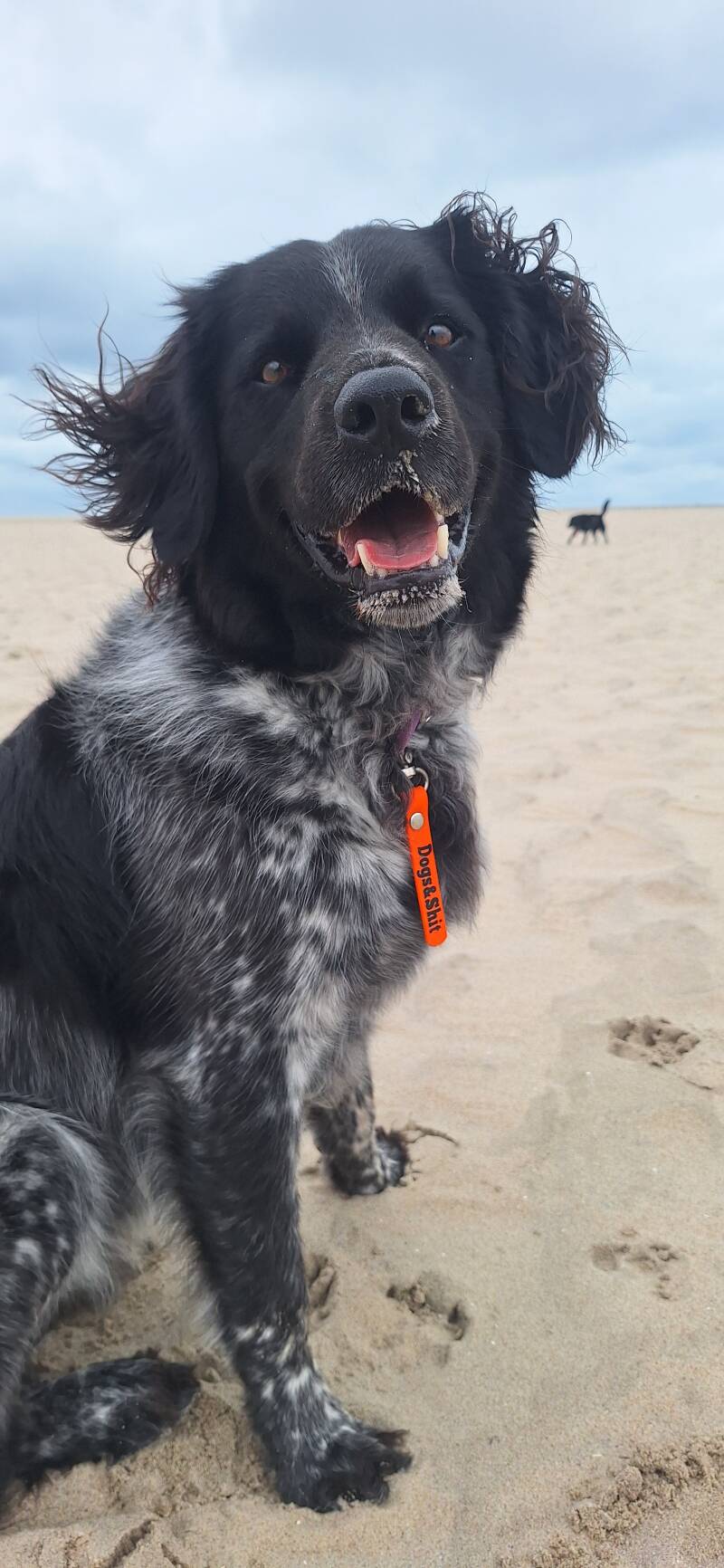 benji2-standard.jpg