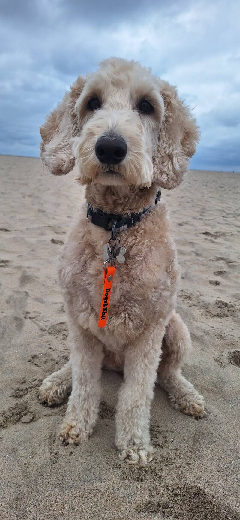 pippa-2-standard.jpg