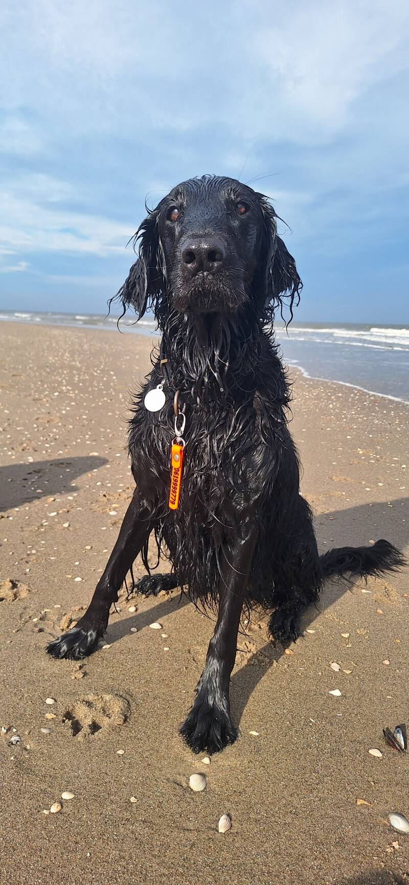 rosie-standard-du1ojj.jpg